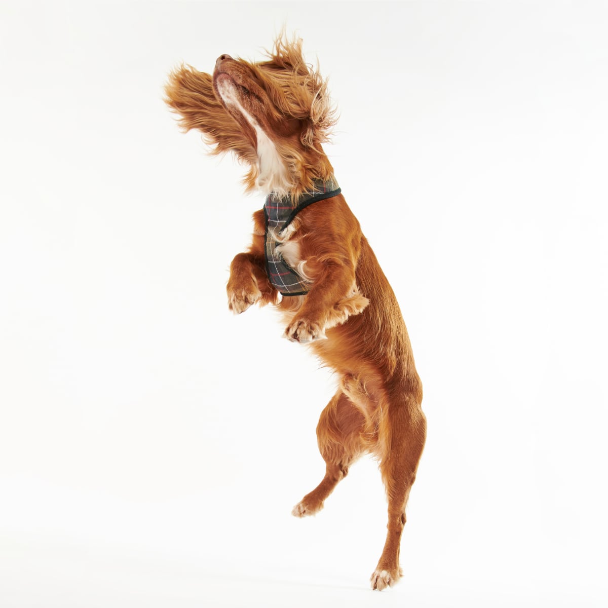 Barbour Tartan Dog Harness | Classic Tartan