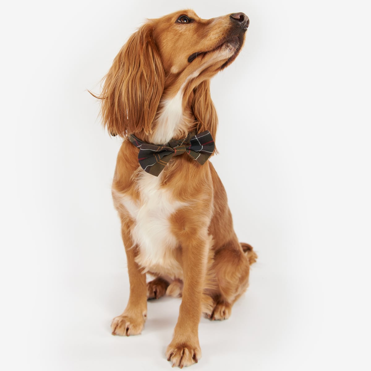 Barbour Tartan Dog Bow Tie | Classic Tartan