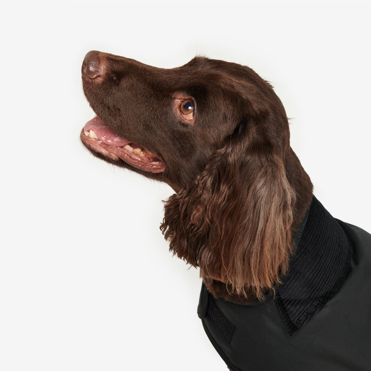 Barbour Wax Dog Coat | Black