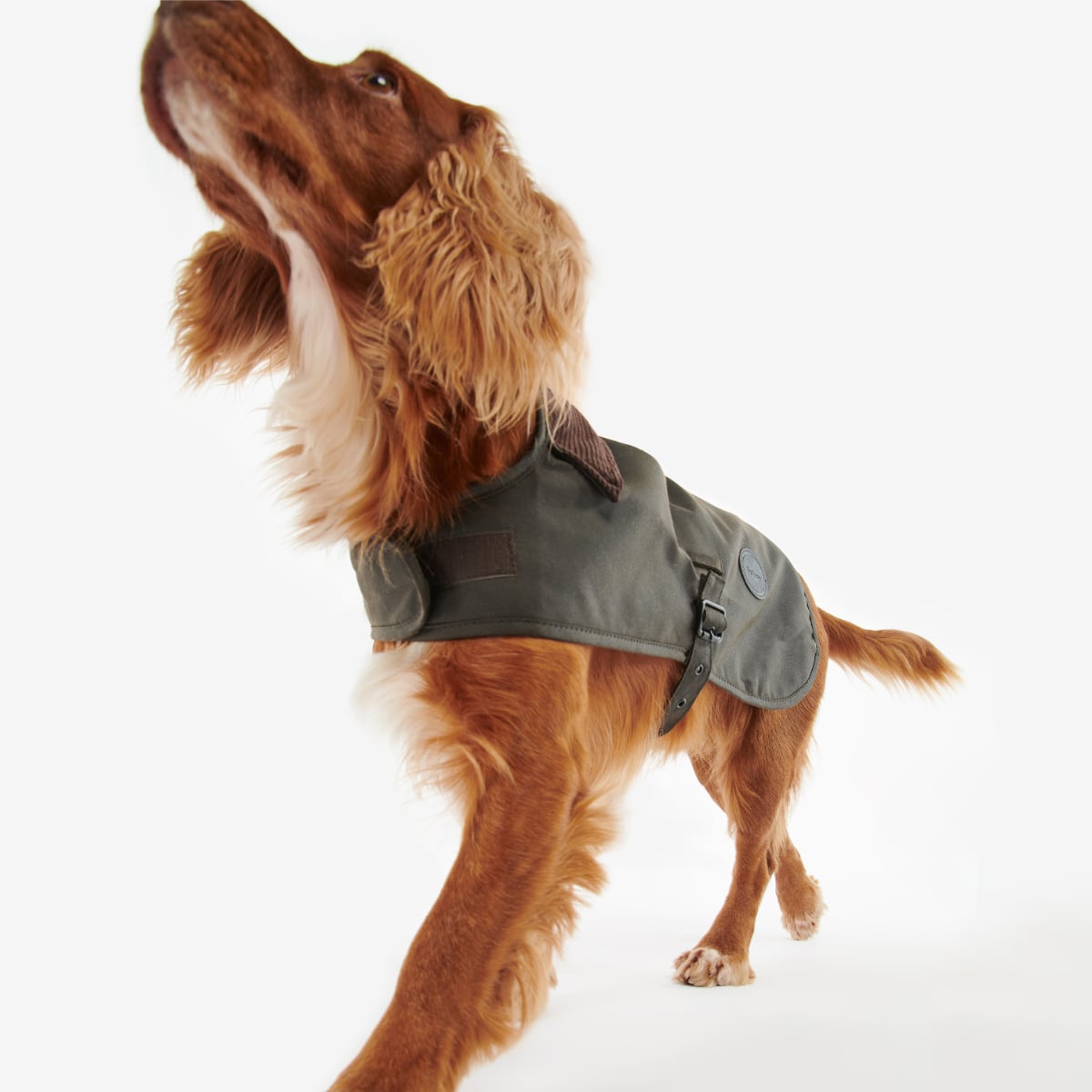 Barbour Wax Dog Coat | Olive