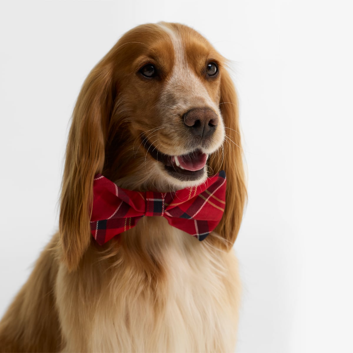 Barbour Tartan Dog Bow Tie | Cardinal Tartan