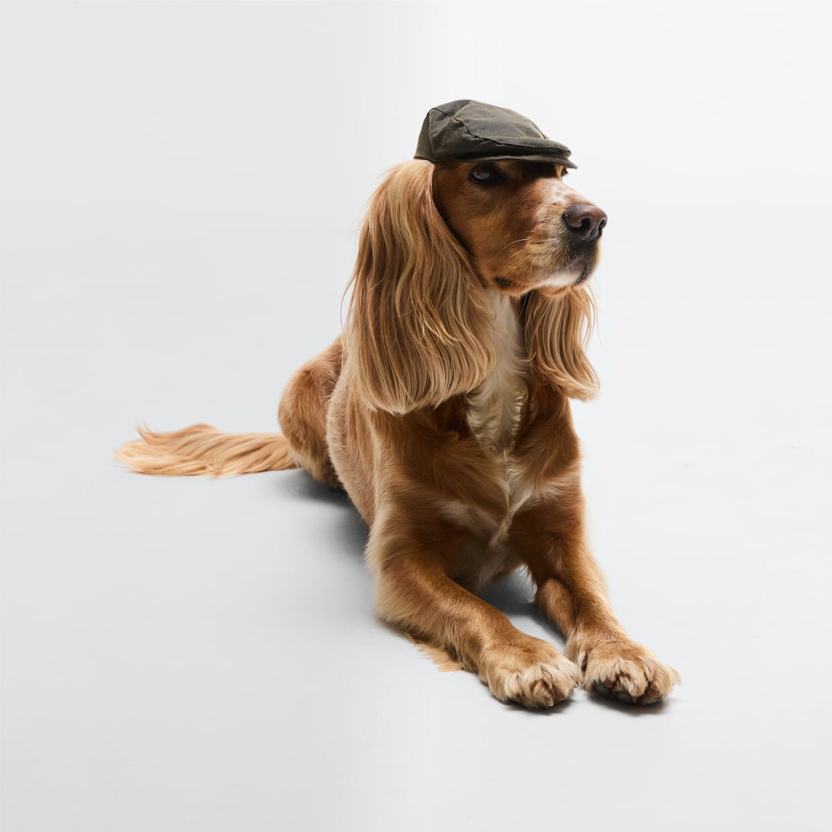 Barbour Dog Wax Flat Cap | Olive