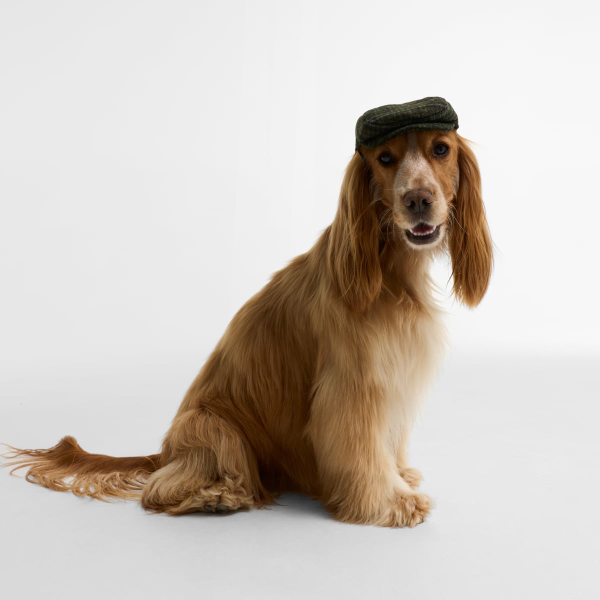 Barbour Wilkin Dog Flat Cap | Olive Check