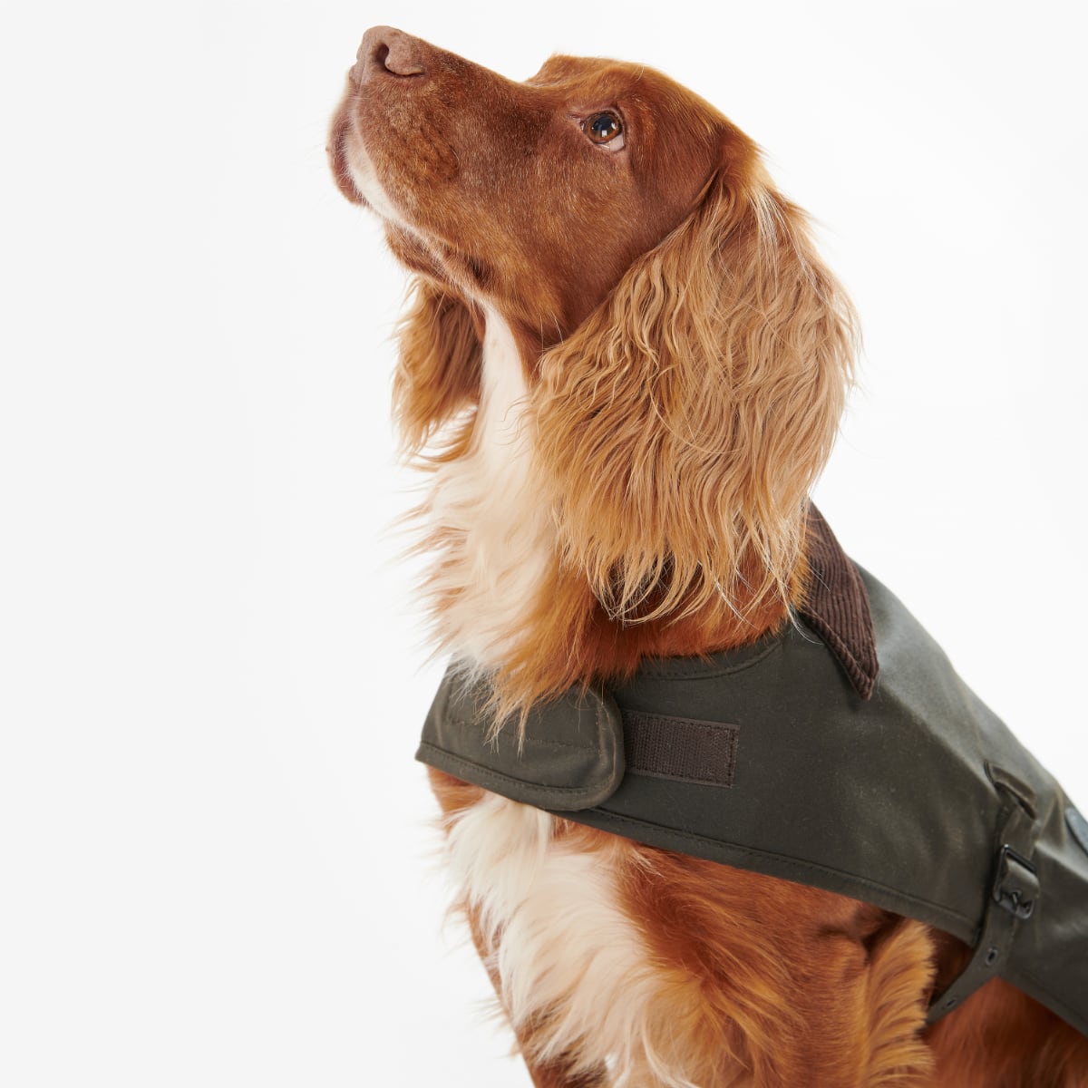 Barbour Wax Dog Coat | Olive