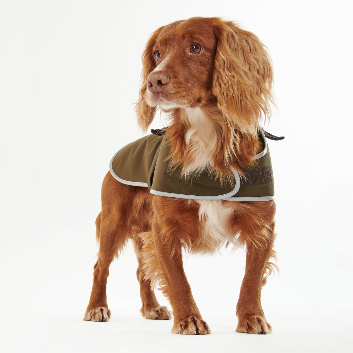 Barbour Waterproof Dog Coat | Olive